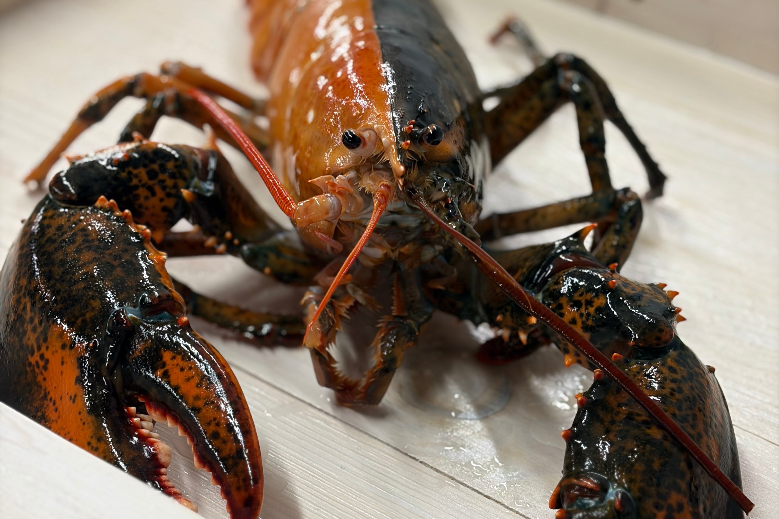 A rare split-color lobster is seen at the Wellfleet Shellfish Company