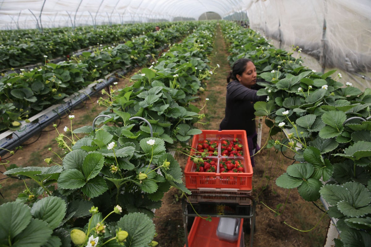 Zack Polanski warns Britain&rsquo;s food system is &lsquo;close to collapse&rsquo;