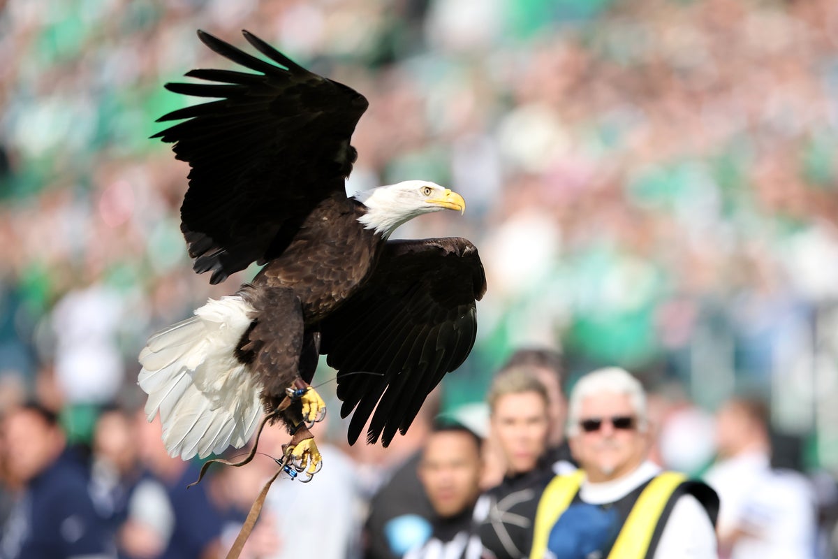 Mystery as five bald eagles found dead in Michigan ‘not due to natural causes’