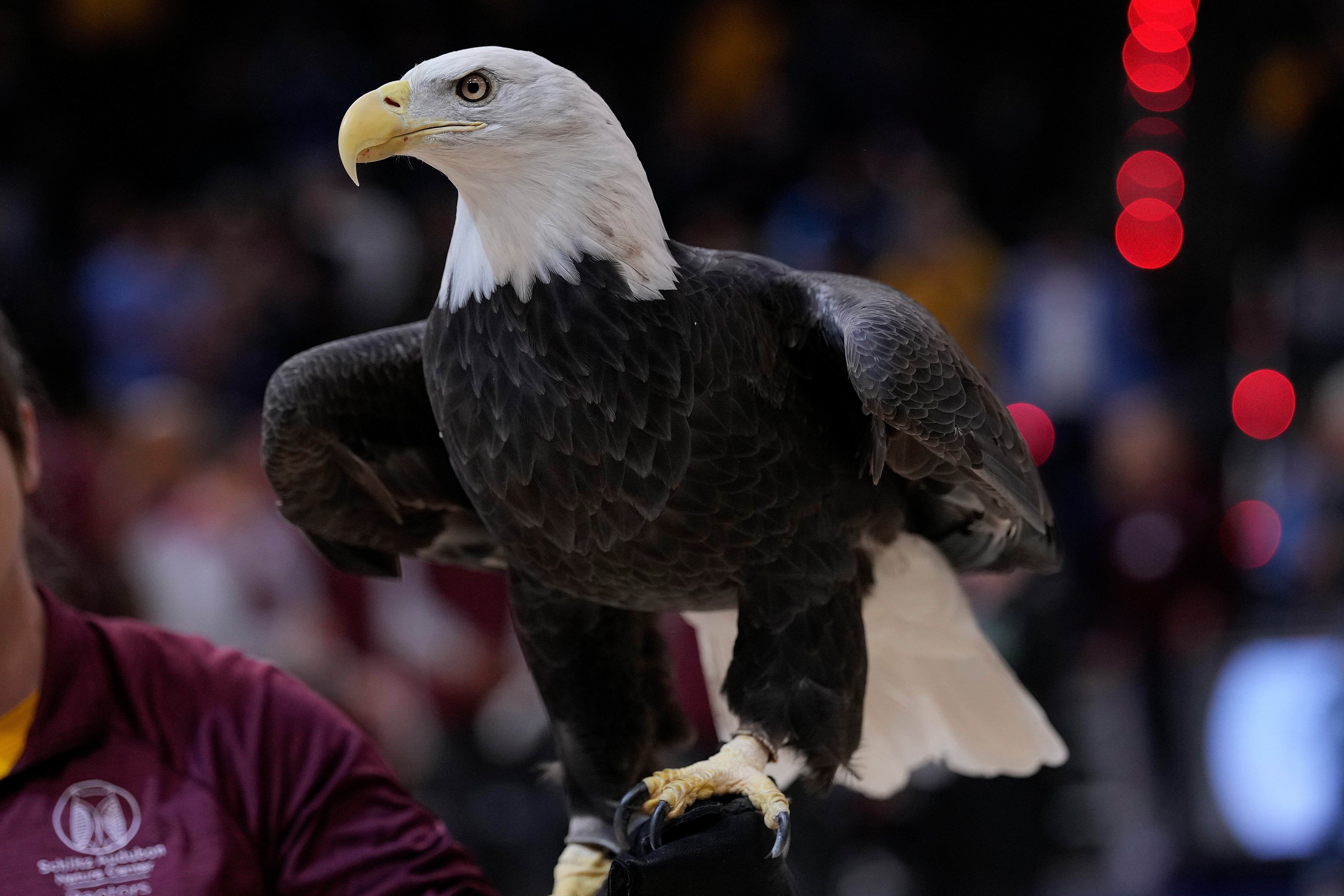 There are some 316,700 bald eagles living in the continental U.S. right now – a number that has risen markedly over the last two decades