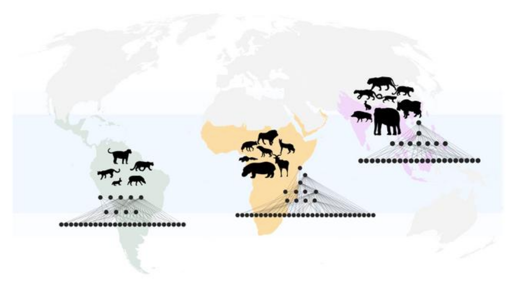 Tens of thousands of years ago, many of the world’s biggest mammals disappeared. New research reveals where the ripple effects are still being felt in terms of who eats whom today