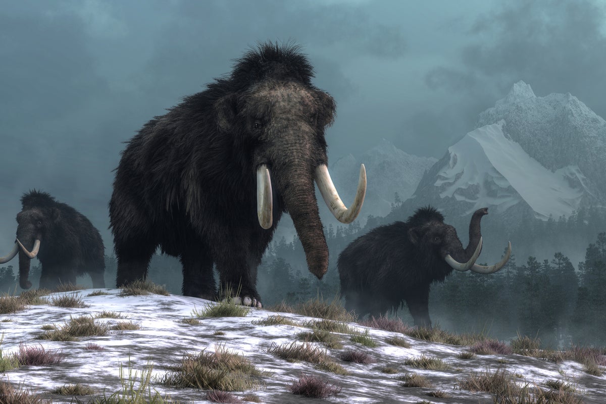 How extinction of giant ice age beasts could still affect food chains – UK Times How extinction of giant ice age beasts could still affect food chains – UK Times