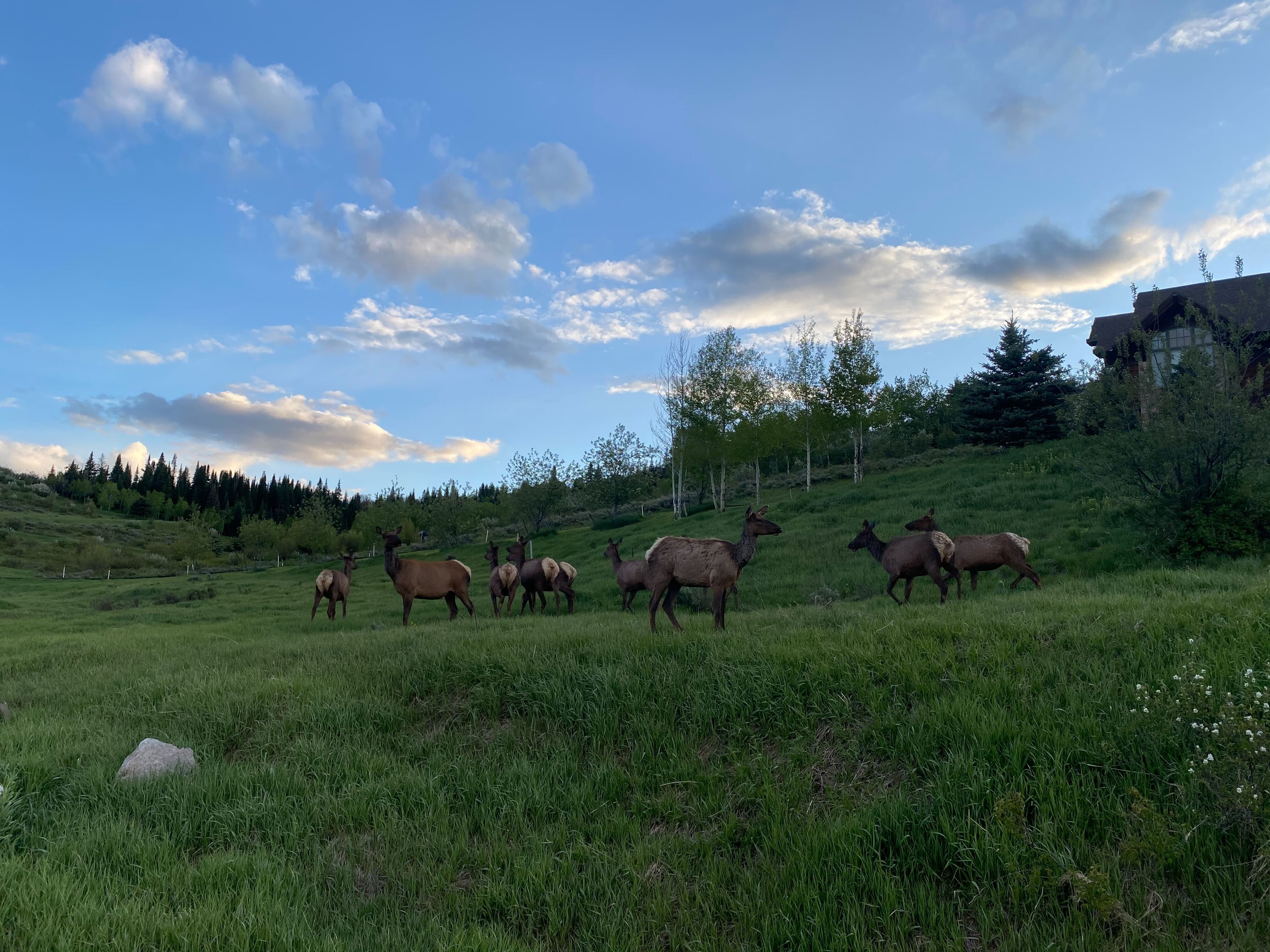 Conservationists are concerned about how the plans will impact the elk population, particularly the survival of calves