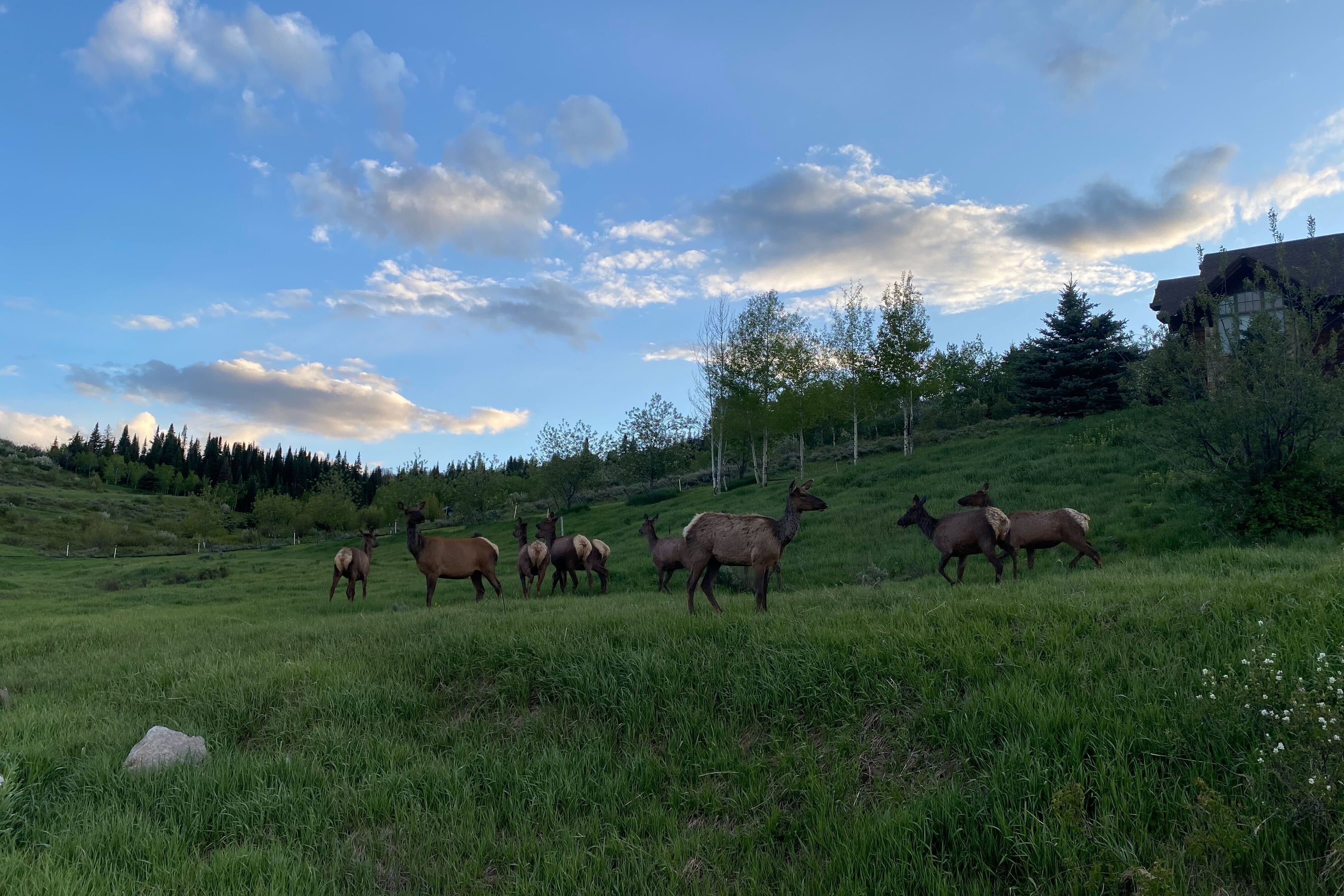 Conservationists are concerned about how the plans will impact the elk population, particularly the survival of calves (Emma Meyer)