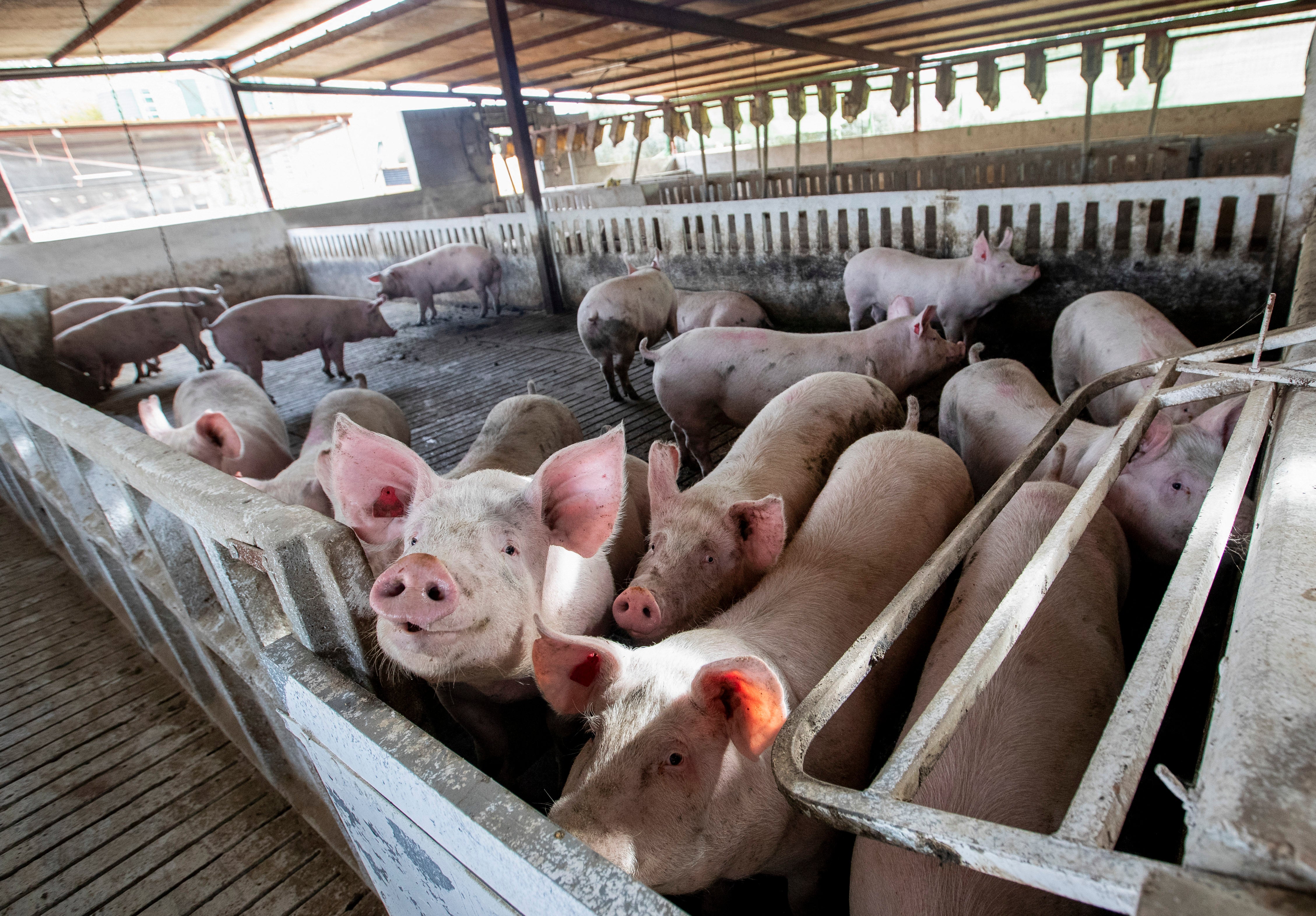 The closure of Las Vegas’ famous all-you-can eat buffets has meant livestock farmers are shifting to new sources of waste to feed their animals