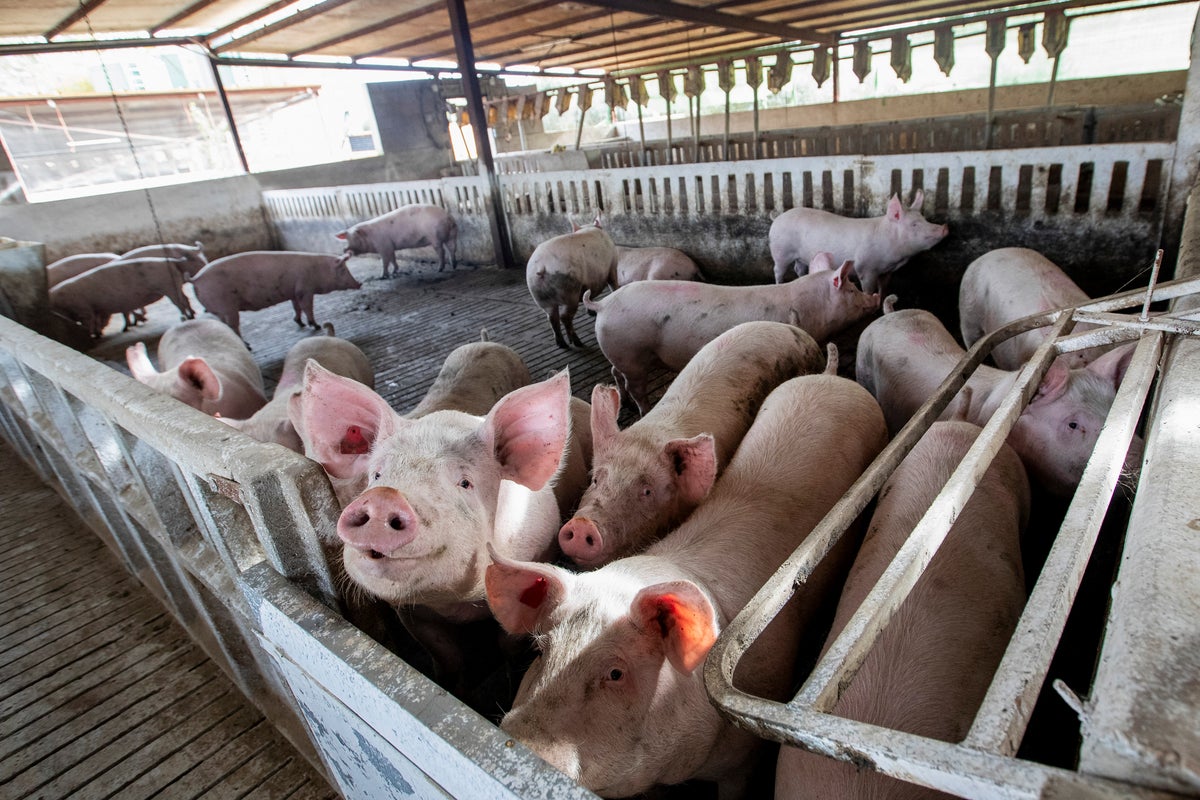 Who are the Las Vegas buffet closures impacting most? The pigs who ate the scraps