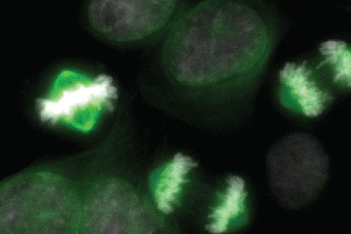 Scientists to decode ‘biological morse code’ controlling cell division and cancer