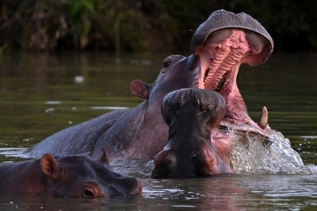 Son of Asian billionaire offers to save Pablo Escobar’s ‘cocaine hippos’ from culling