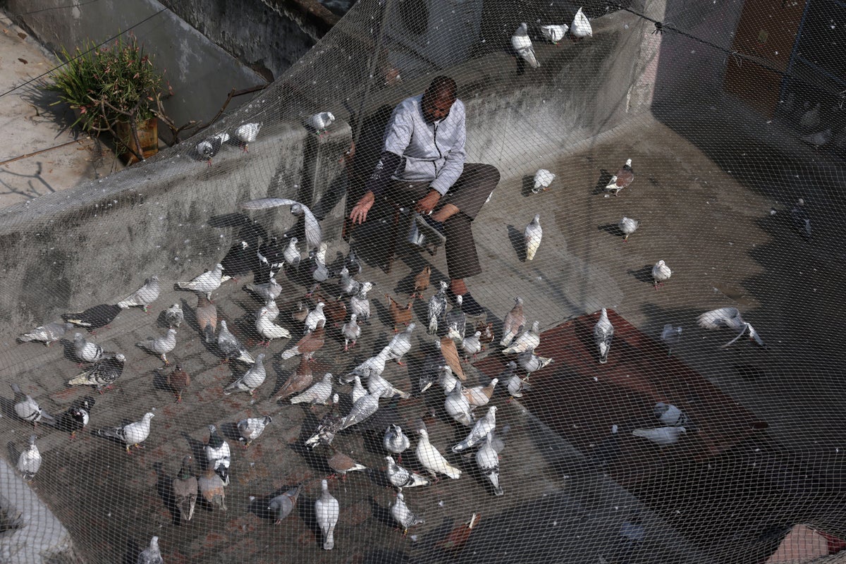 https://static.independent.co.uk/2026/04/29/08/2026-04-21T013133Z_905405006_RC2J7JAAJ3EL_RTRMADP_3_INDIA-PIGEONKEEPING.jpg?width=1200&height=800&crop=1200:800