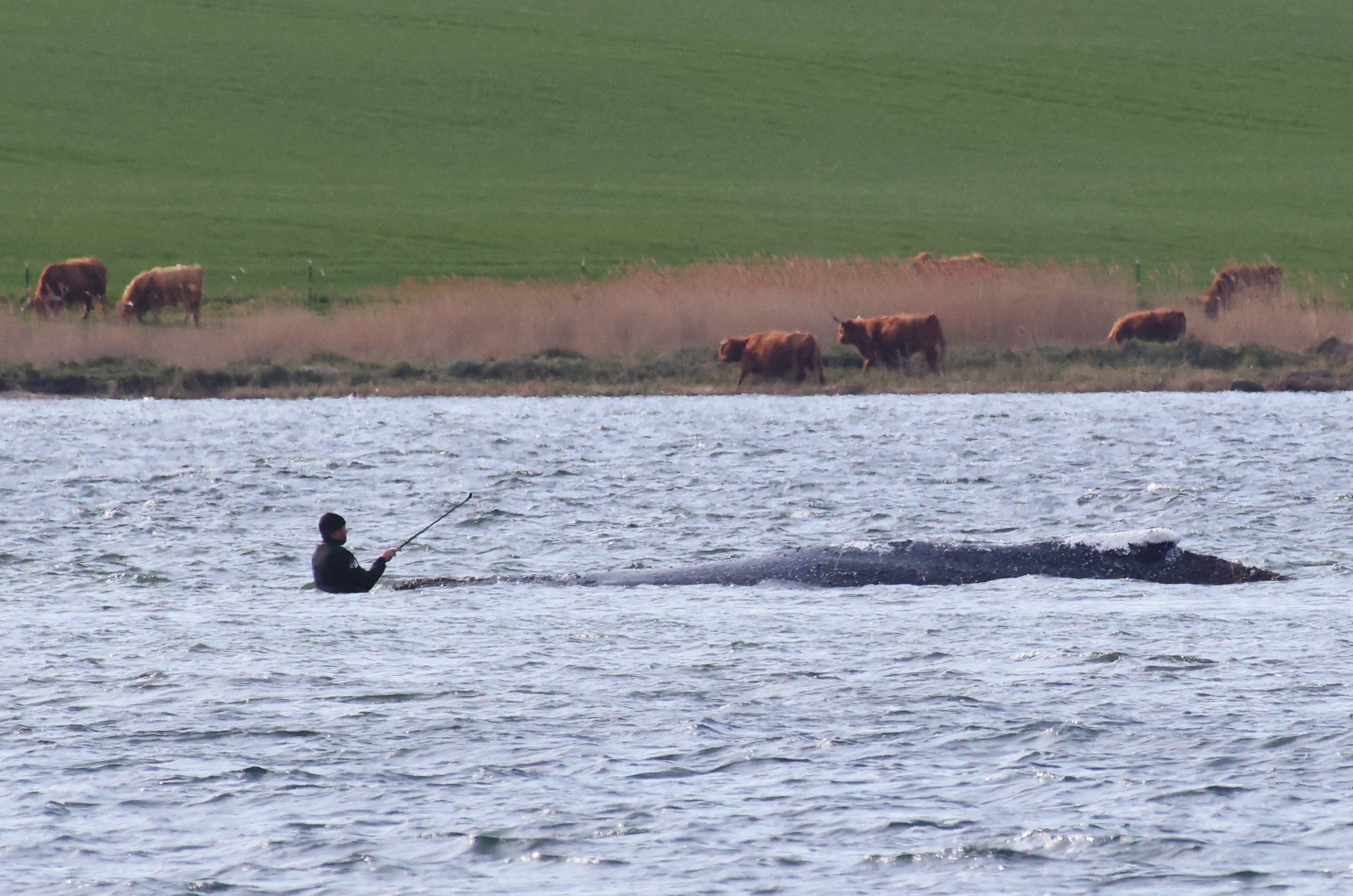 A man stands close to the humpback whale in Wismarer Bucht bay, northern Germany