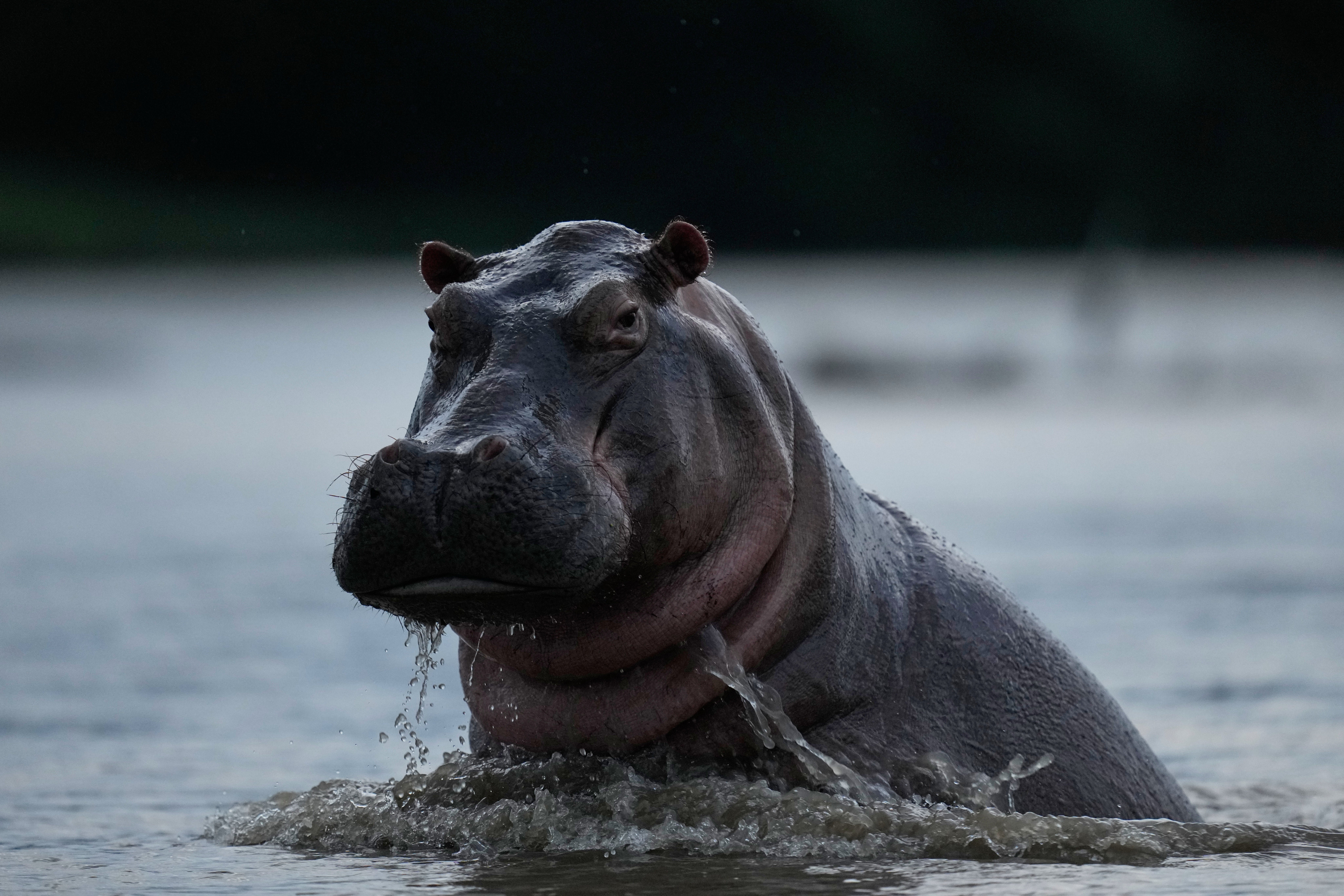 <p> Varias tardes a la semana, turistas colombianos y extranjeros se embarcan para "hipopotamear", el término local para observar a estos mamíferos</p>