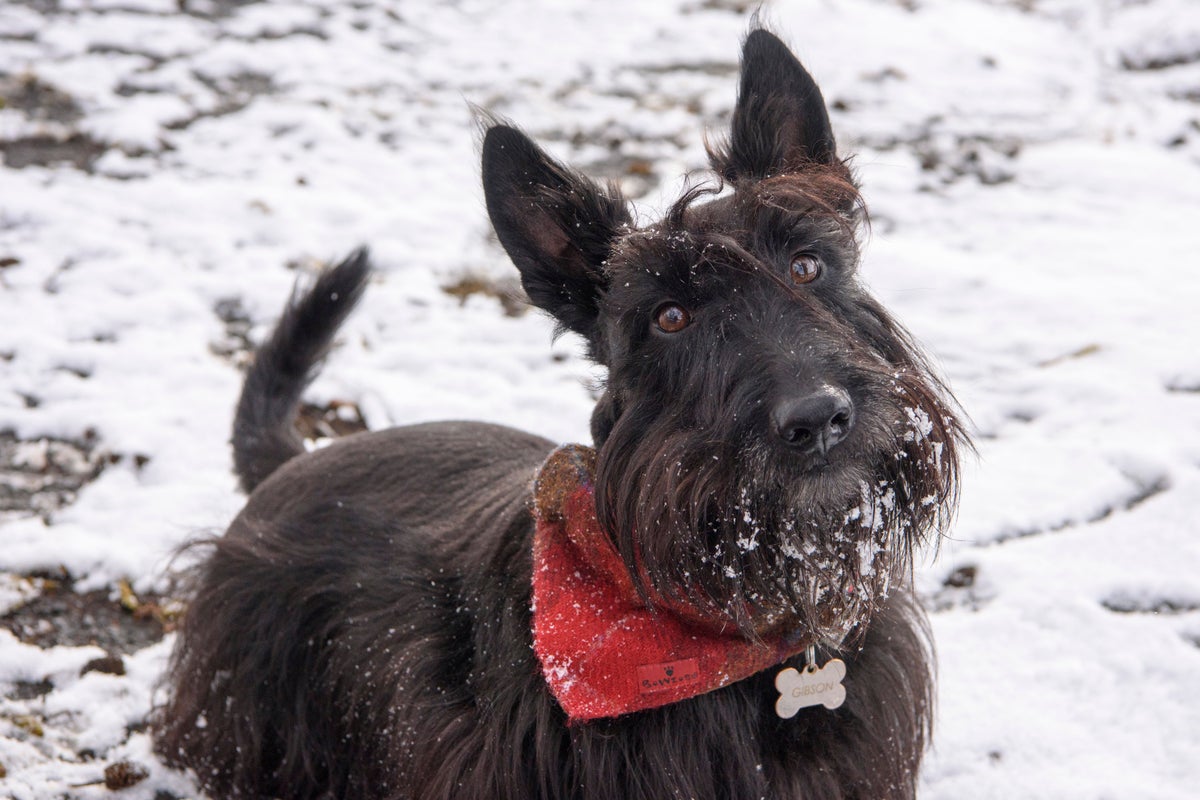 Scotland fans’ dogs left out of Adidas World Cup canine jersey line