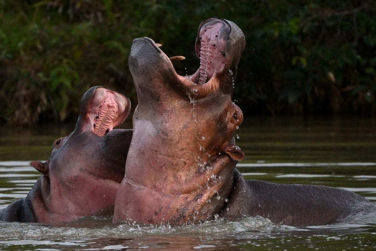 How Escobar’s ‘cocaine hippos’ could be saved from culling