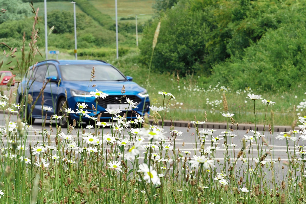 What is ‘No Mow May’? The movement aiming to boost nature in UK gardens