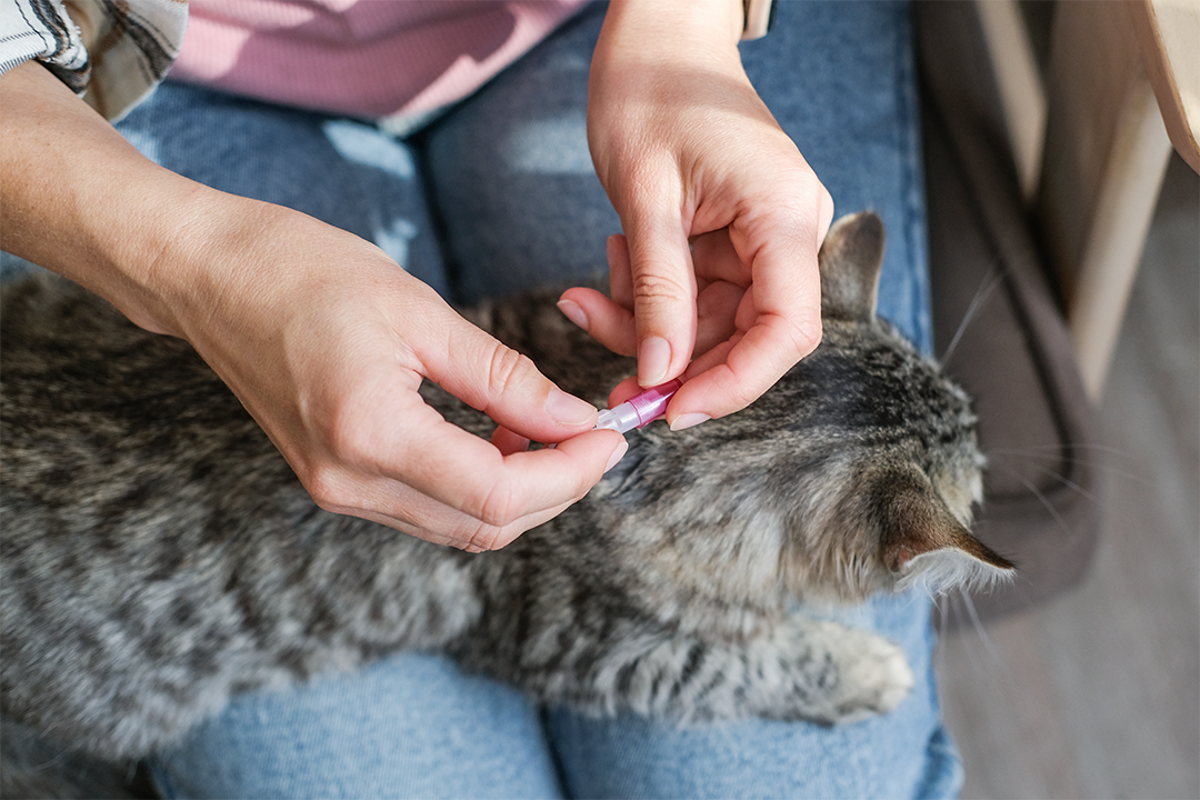 Best cat flea treatments 2026, recommended by vets – UK Times
