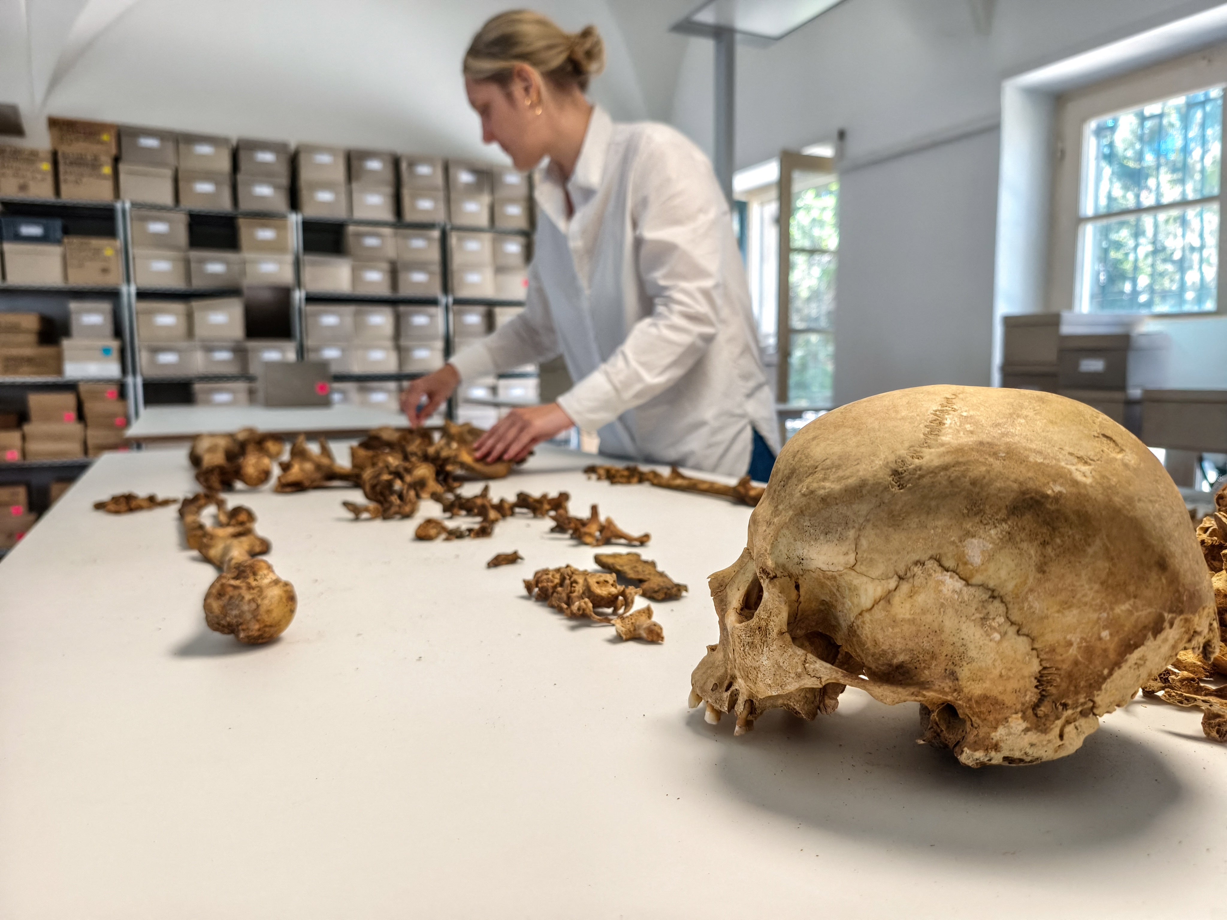 A researcher at the State Collection for Anthropology Munich (SAM) examines the skeleton of a woman who lived between 510 and 560 AD and was buried at the village of Altheim, Germany, in this undated photograph taken in Munich, Germany, and released on April 29, 2026