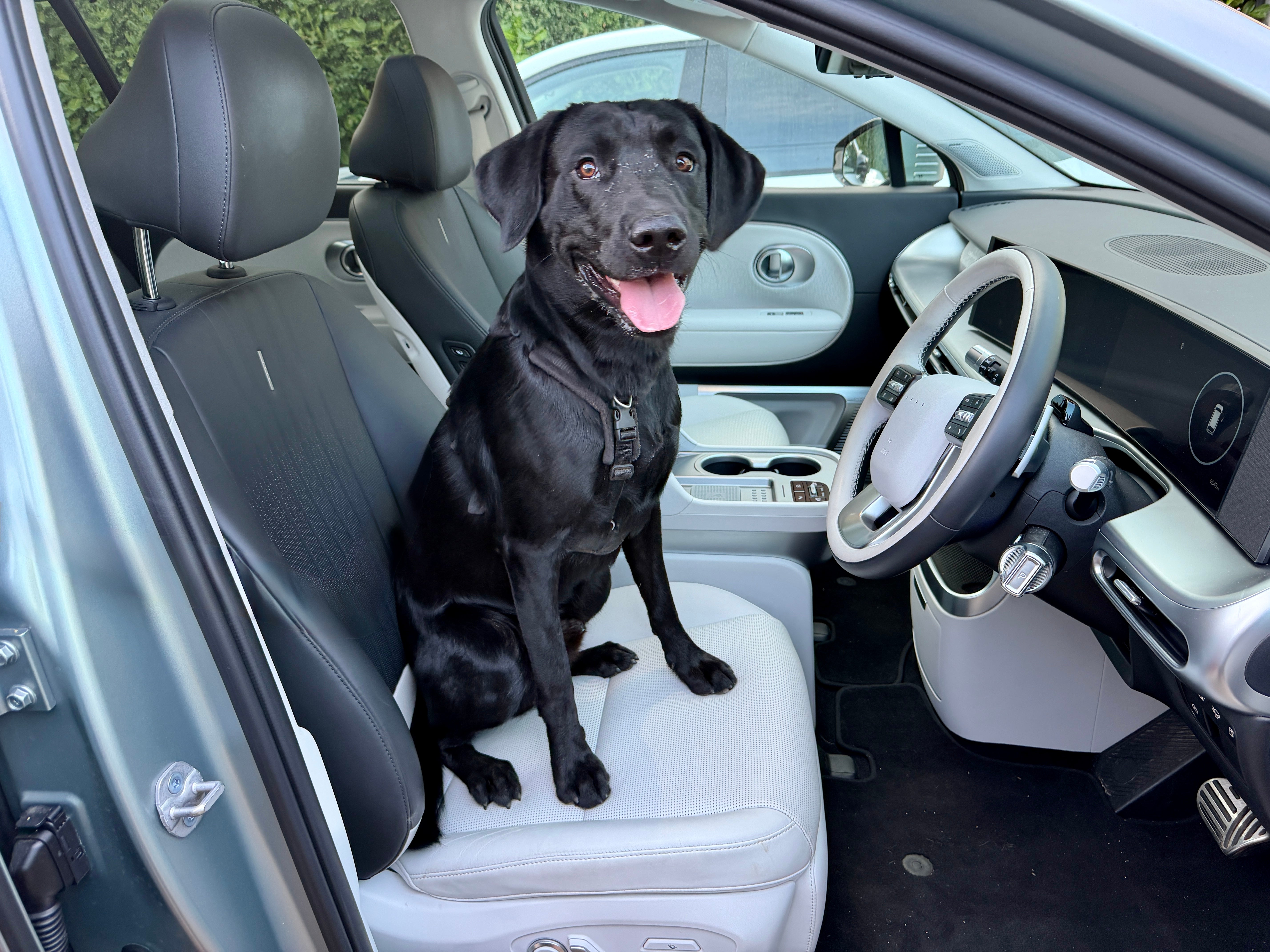 Heat warning for dog owners with EVs at charging stops