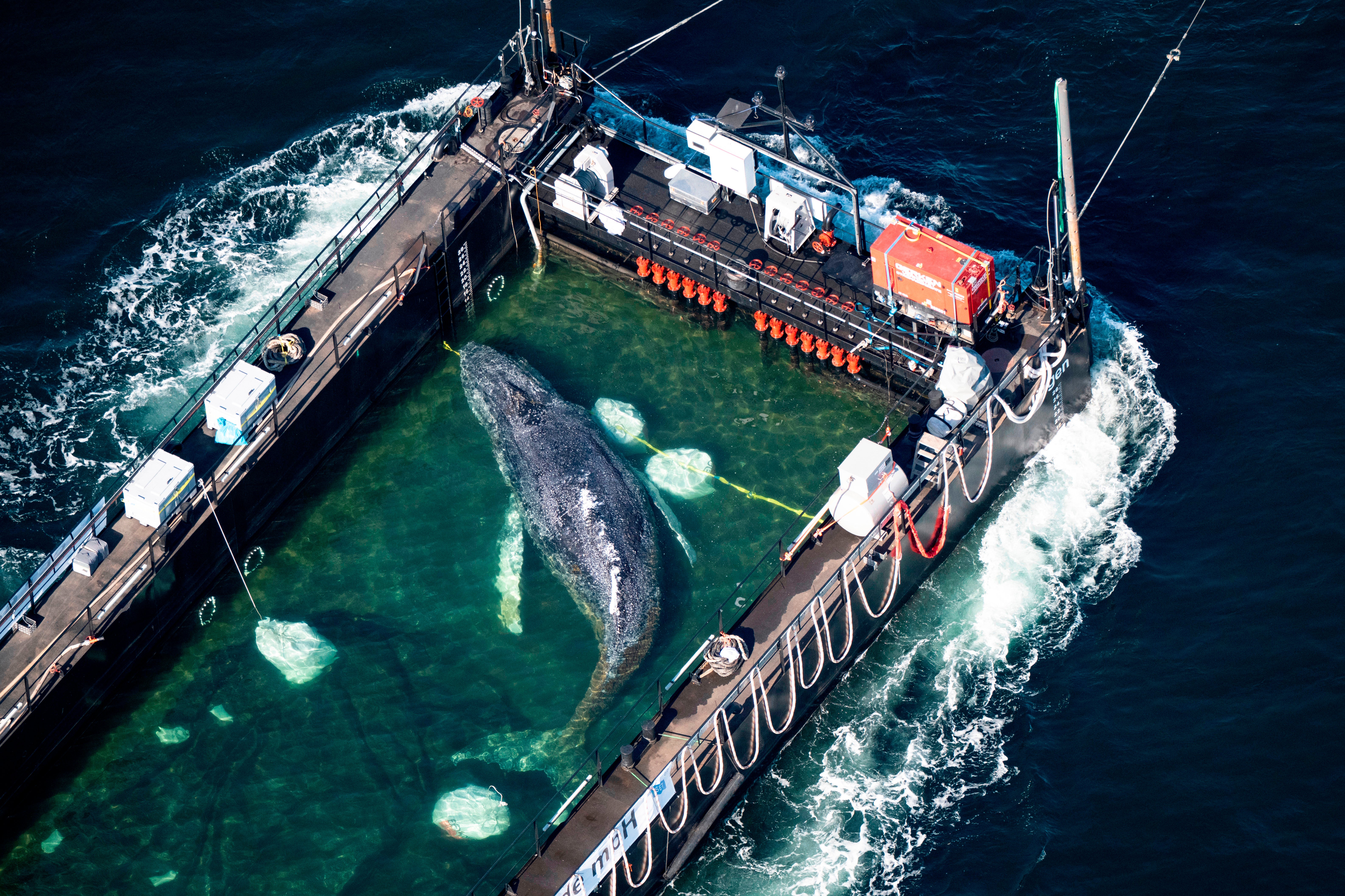 ALEMANIA-BALLENA RESCATADA