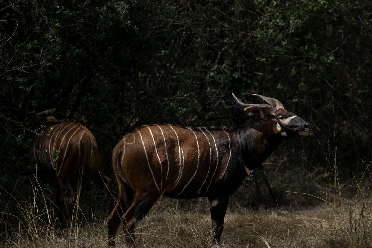 Critically endangered mountain bongos return to Kenya after years in Czech zoo