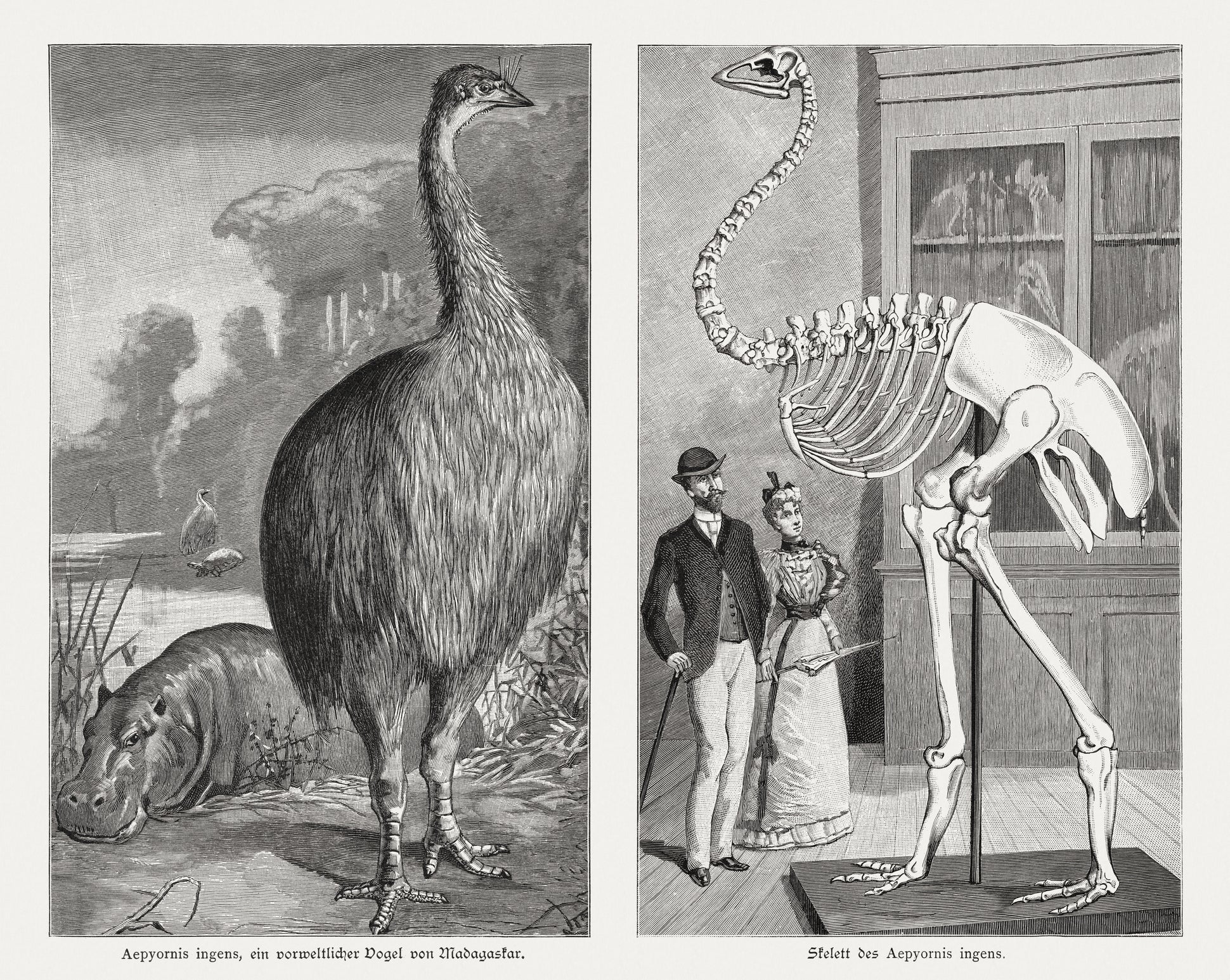 Aepyornis ingens - an elephant bird in Madagascar. The birds (Aepyornithidae, also Madagascar ostriches or Malagasy Vorompatras) are an extinct (about 1000 A.D.) family of ratites with the three genera Aepyornis, Mullerornis and Vorombe. His height was over 3.5 meters.