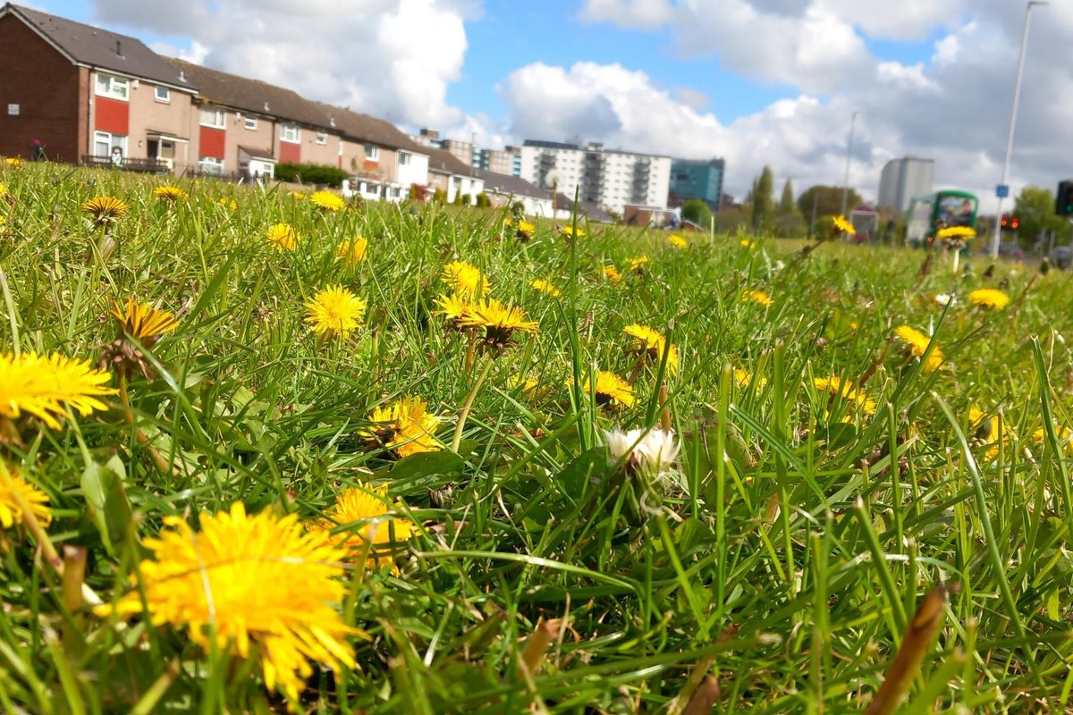 What is No Mow May? The benefits of letting your garden flourish