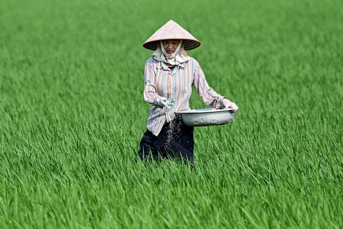 Global rice shortage looms as Middle East war and El Niño threaten food security