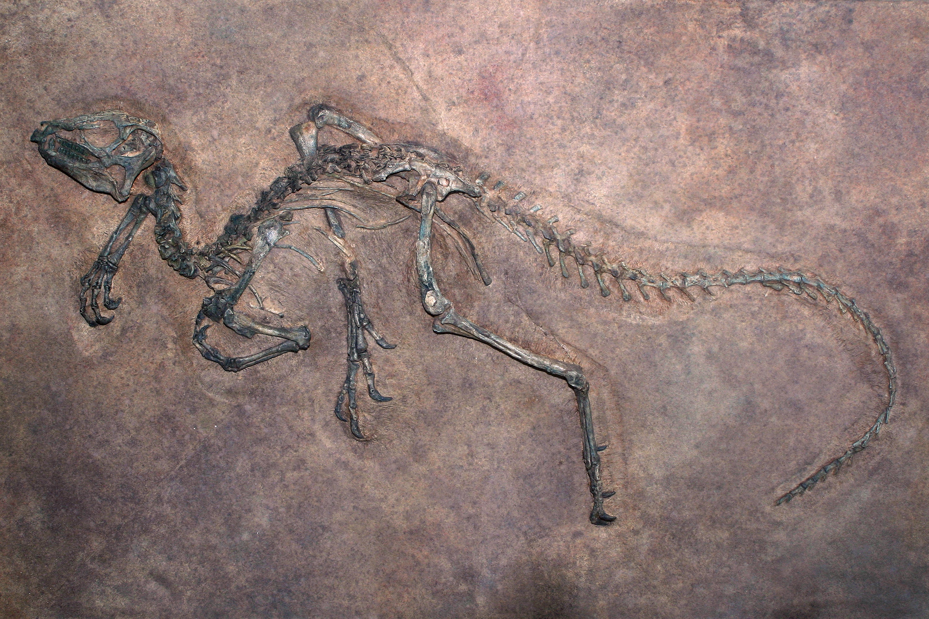 Dinosaur fossils reveal clues about the similarities between dinosaurs and their modern-day ancestors: birds.