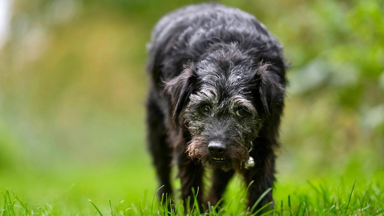 Mortimer and Whitehouse: Gone Fishing’s canine star Ted dies as BBC stars pay tribute