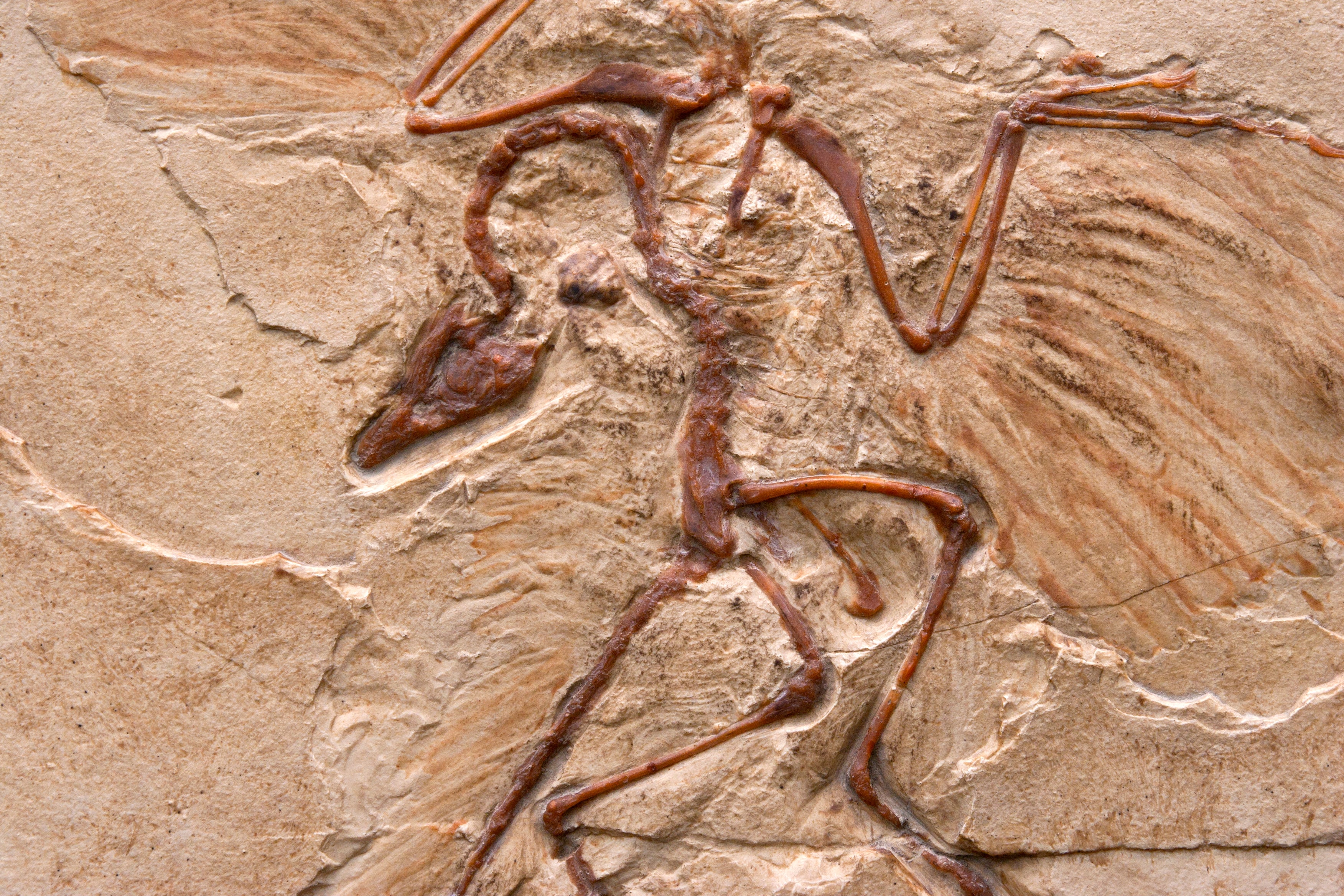 An Archaeopteryx marble imprint of a theropod dinosaur with wings.