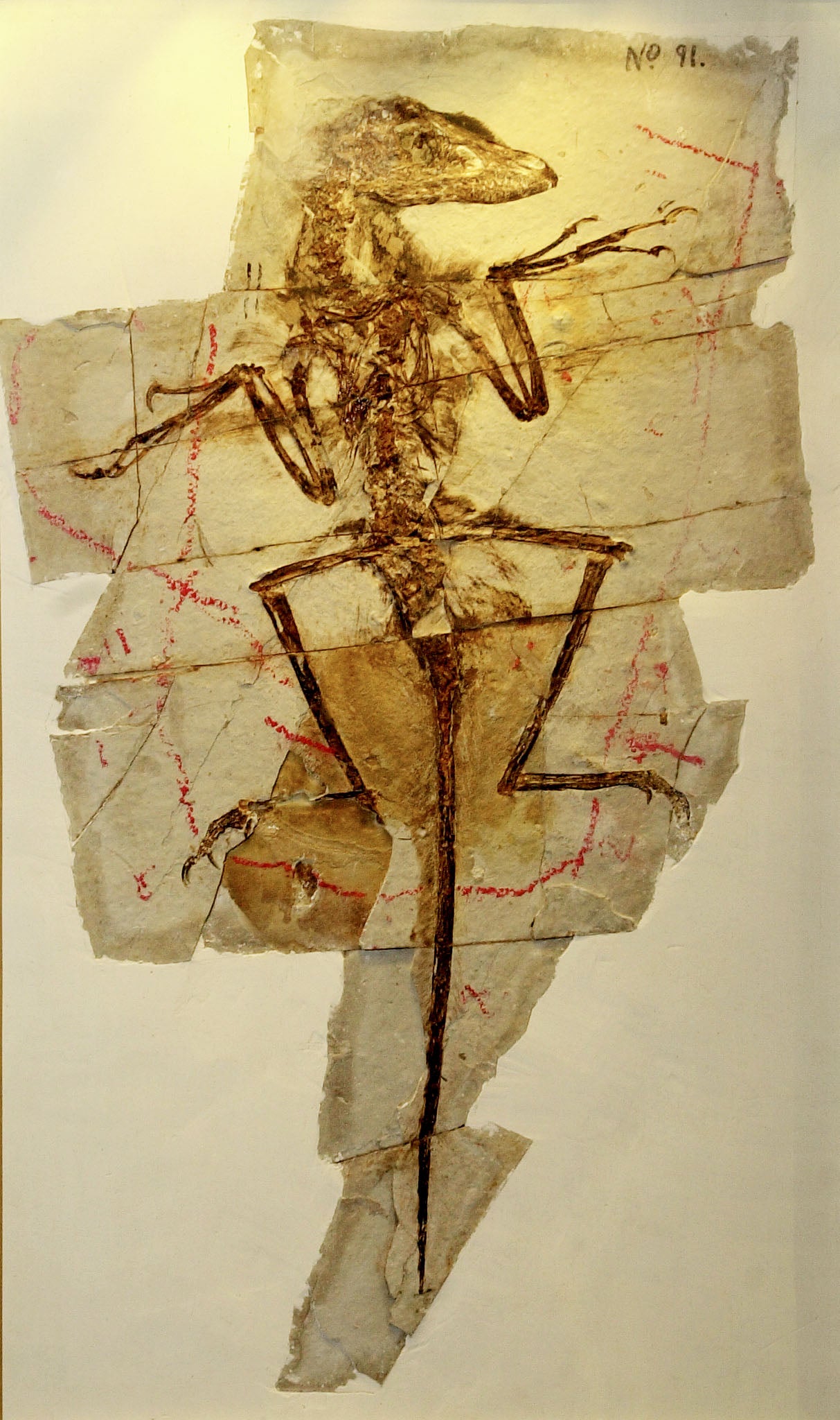 A 130-million-year-old fossil dinosaur covered with feathers is on display 25 April 2001, at the American Museum of Natural History in New York.