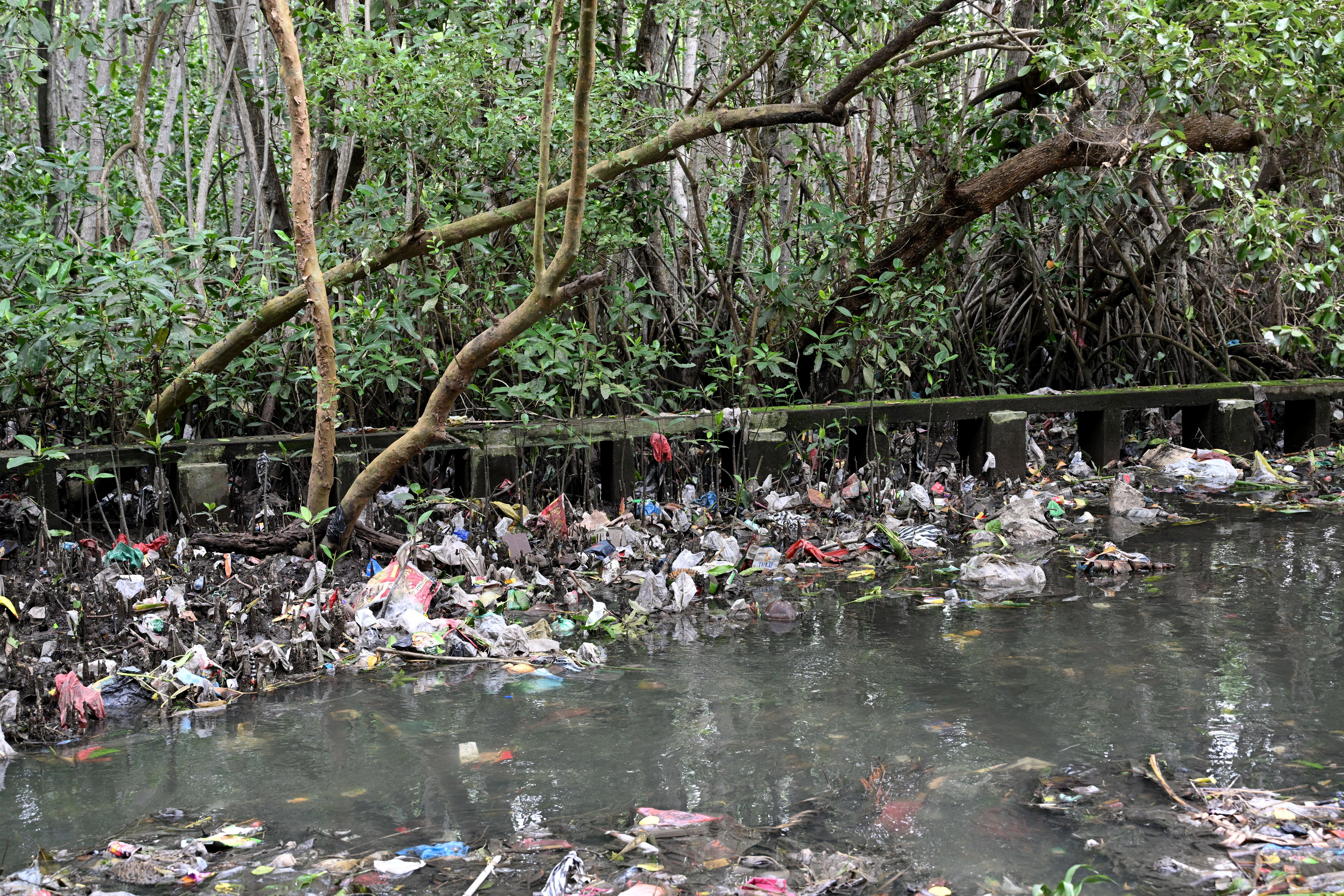 Trash cover mangroves in Denpasar area of Bali