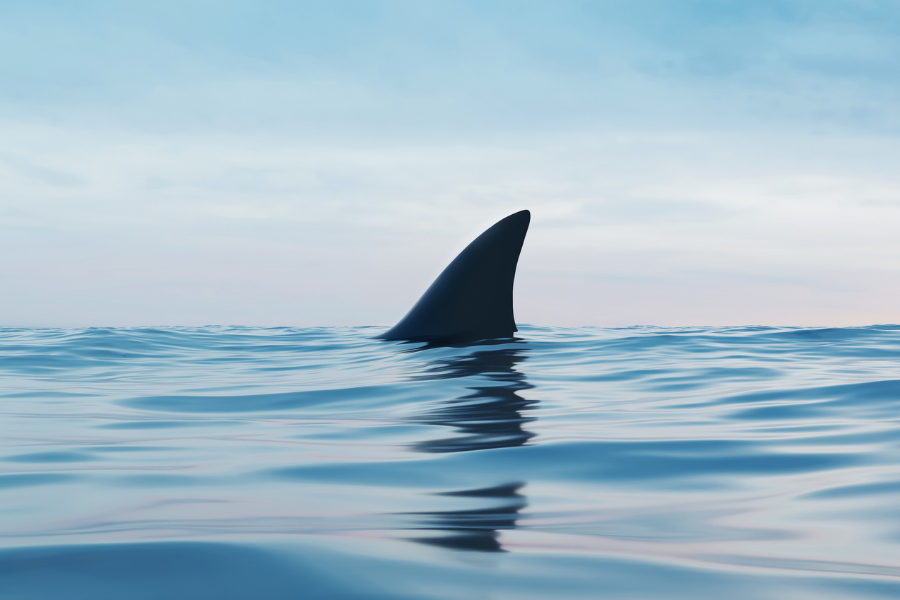 Terrifying footage shows huge shark stalking hydrofoilers off Santa Barbara coast