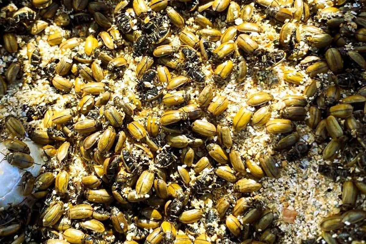 Billions of dead beetles carpet beaches in ‘surreal scene’ after population explosion across Scotland – UK Times Billions of dead beetles carpet beaches in ‘surreal scene’ after population explosion across Scotland – UK Times