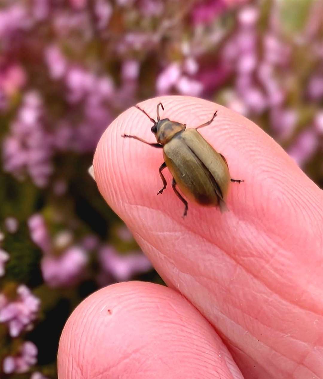 Heather beetles have been spotted in their ‘droves’