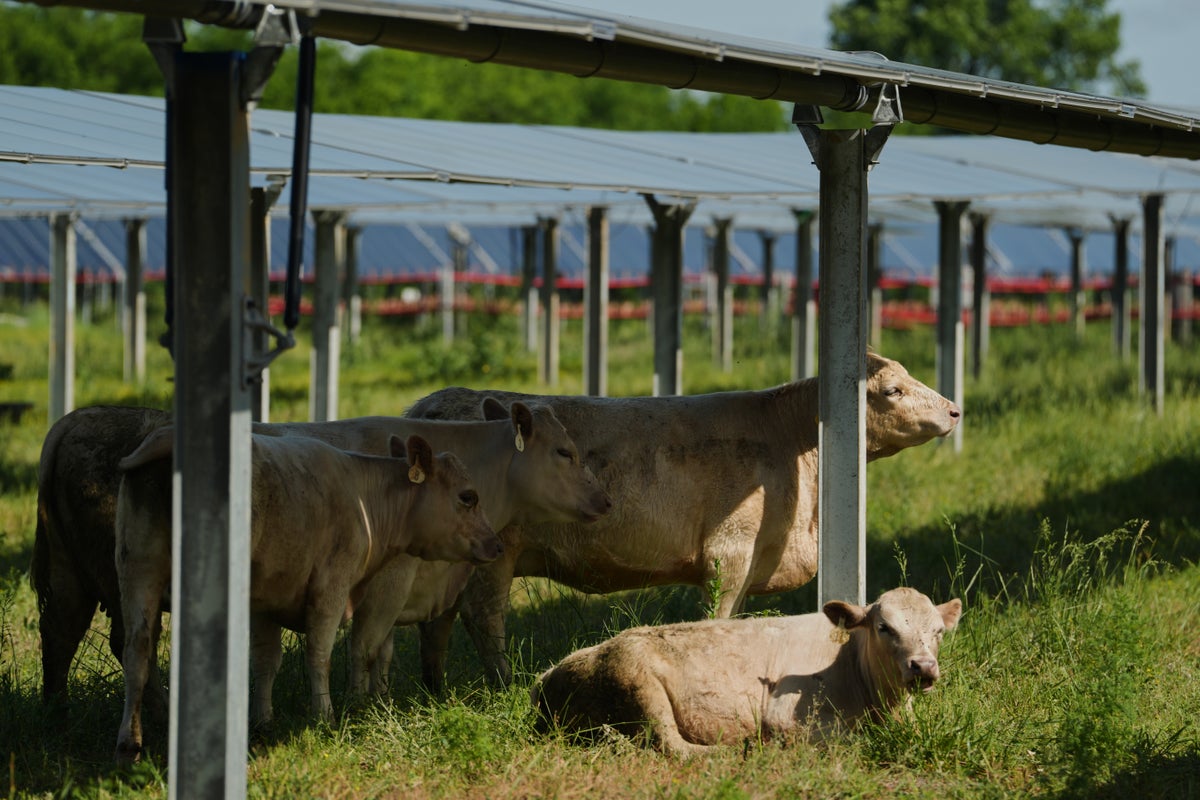 Solar ranch in Tennessee aims to prove grazing cattle under the panels is a farmland win-win – UK Times