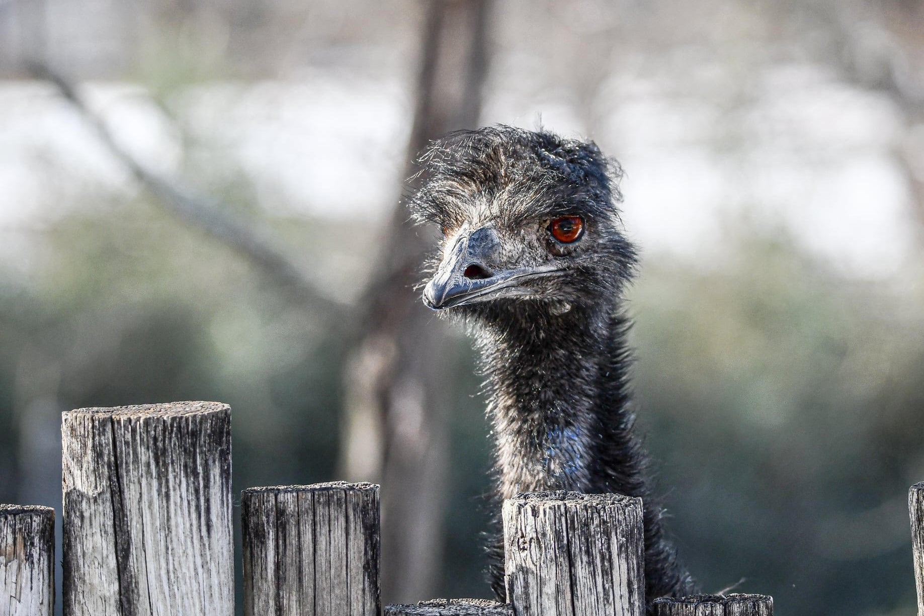 The female emu named Adam is seen at the at the Dickerson Park Zoo in Springfield, Missouri, in this undated image. Adam was killed Tuesday in a storm that brought soft ball-sized hail