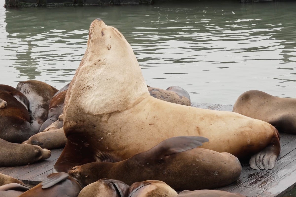 Chonkers the sea lion draws crowds to San Francisco's Pier 39