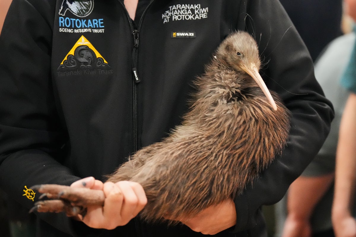 Endangered kiwi return to New Zealand capital in emotional homecoming