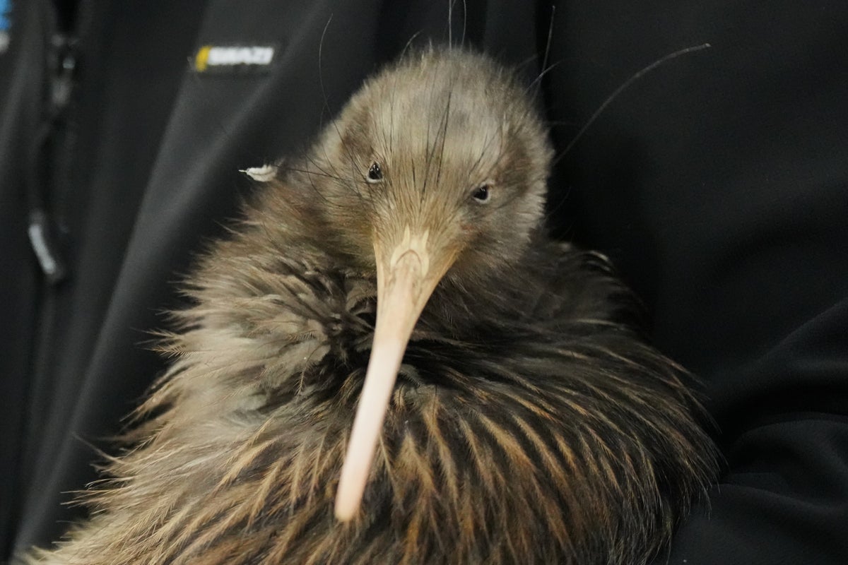 https://static.independent.co.uk/2026/05/01/04/New_Zealand_Kiwi__7841.jpg?width=1200&height=800&crop=1200:800