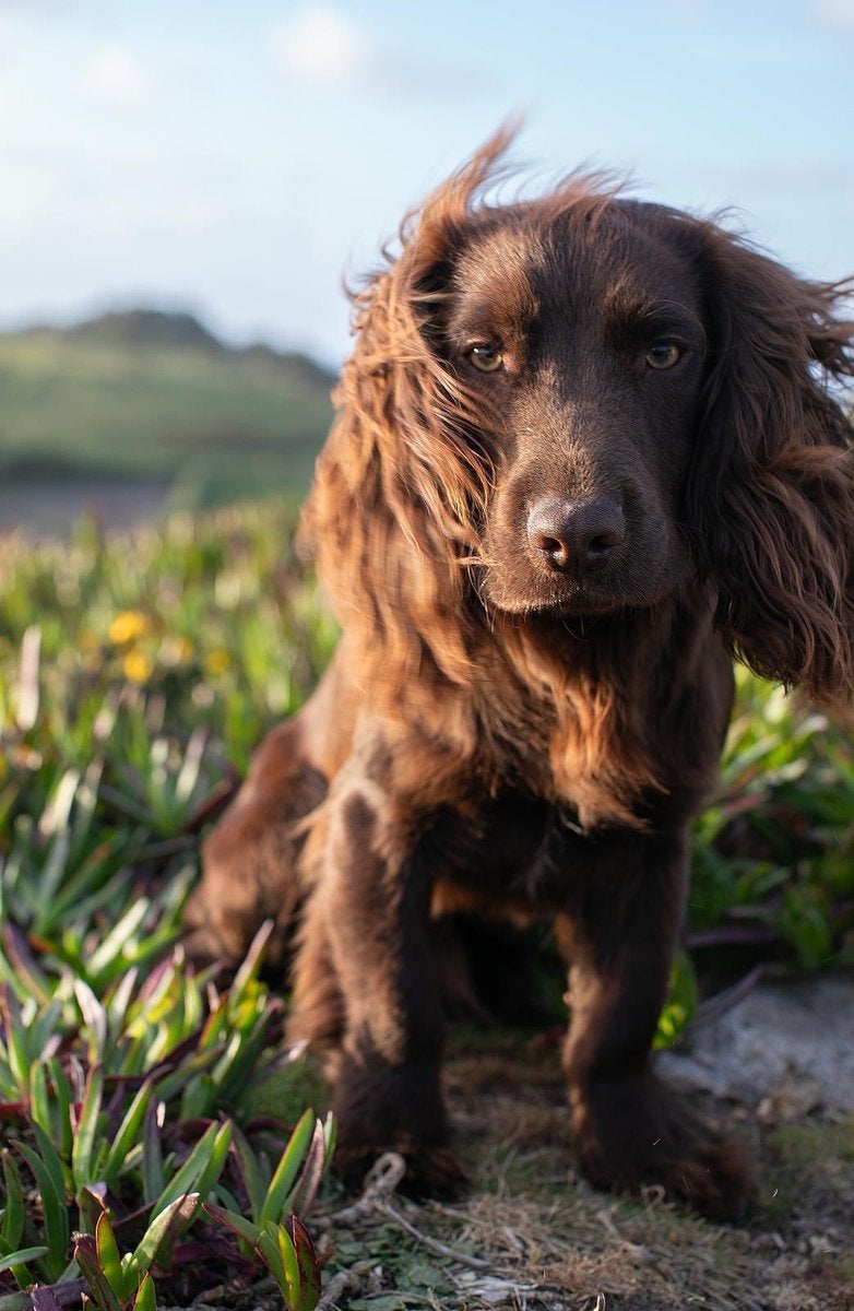Kate and William share name of new family dog in sweet birthday post