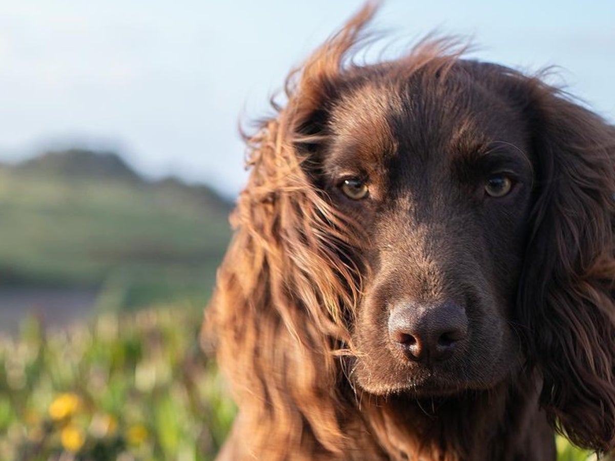 Princess Kate and Prince William share name of new family dog in sweet post marking the spaniel's first birthday | The Independent
