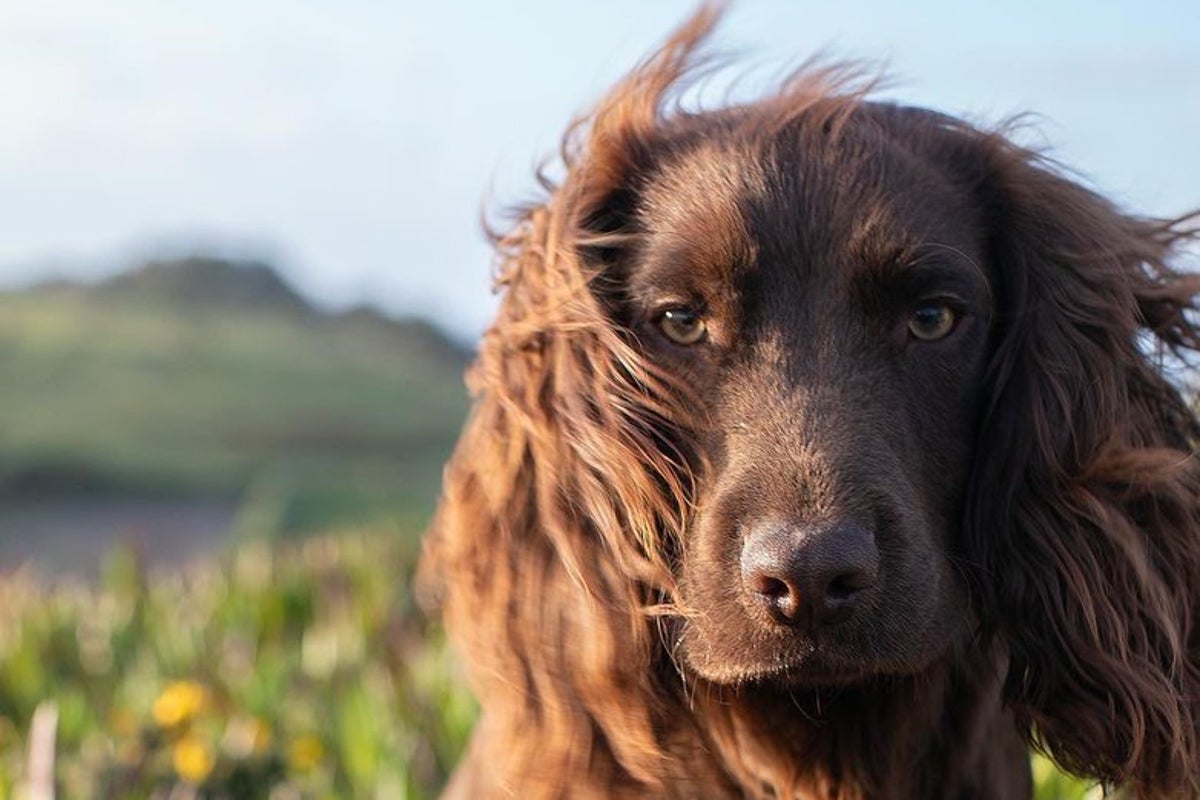 Kate and William share name of new family dog in sweet birthday post