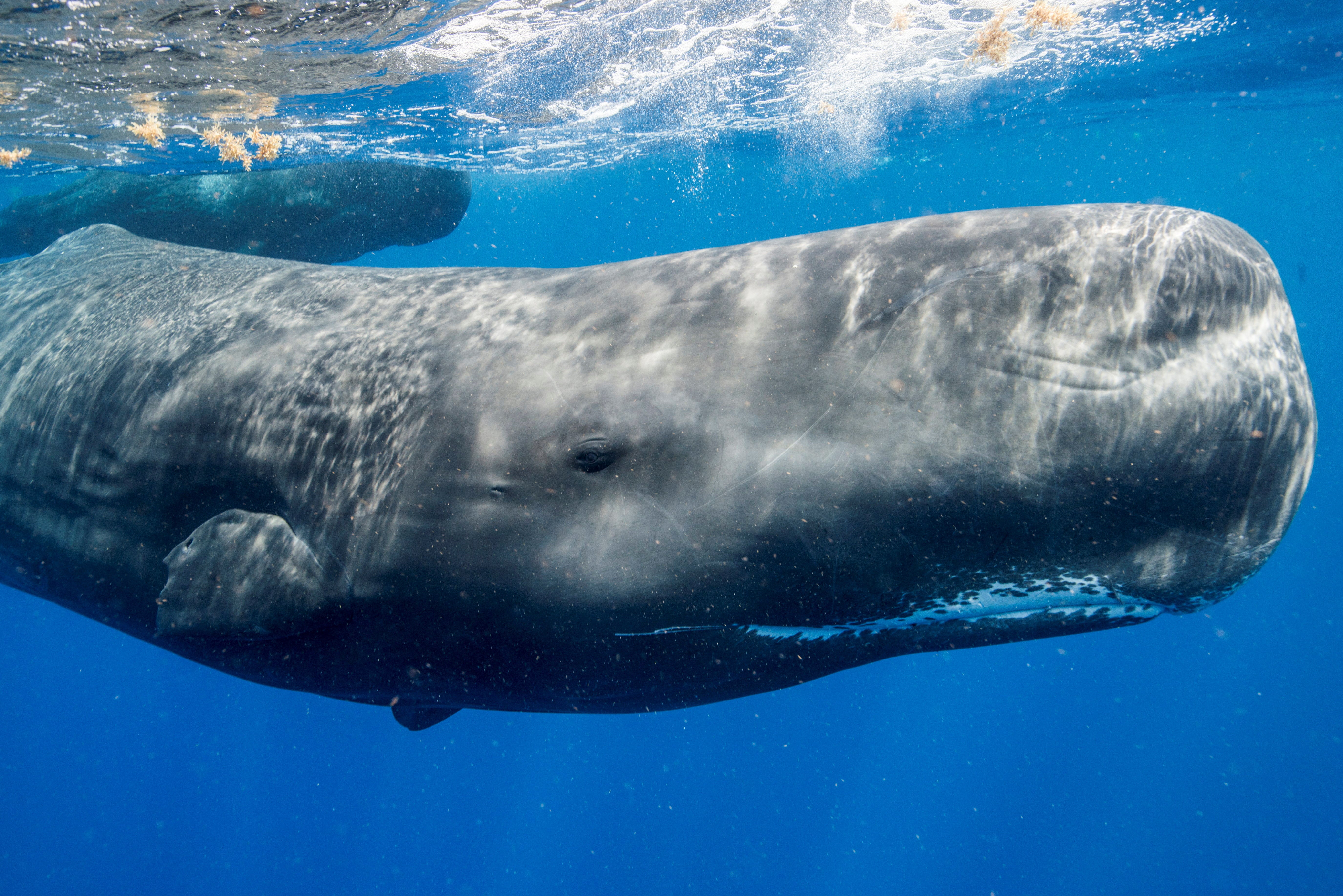 The ability to track whales for longer periods marks what Gruber called a shift 