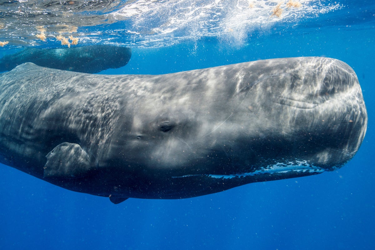 Underwater robot shadows sperm whales by listening to their clicks