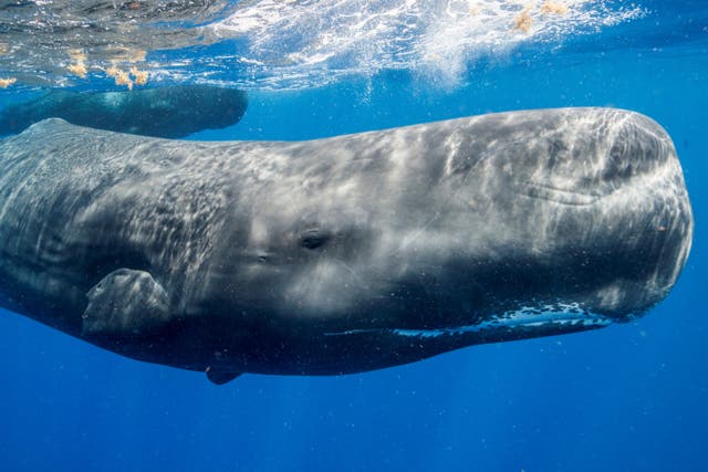 An adult male sperm whale grows to be about 50-60 feet (17-20 m) long. Females are smaller, about 33-40 feet (11-13 m) long.