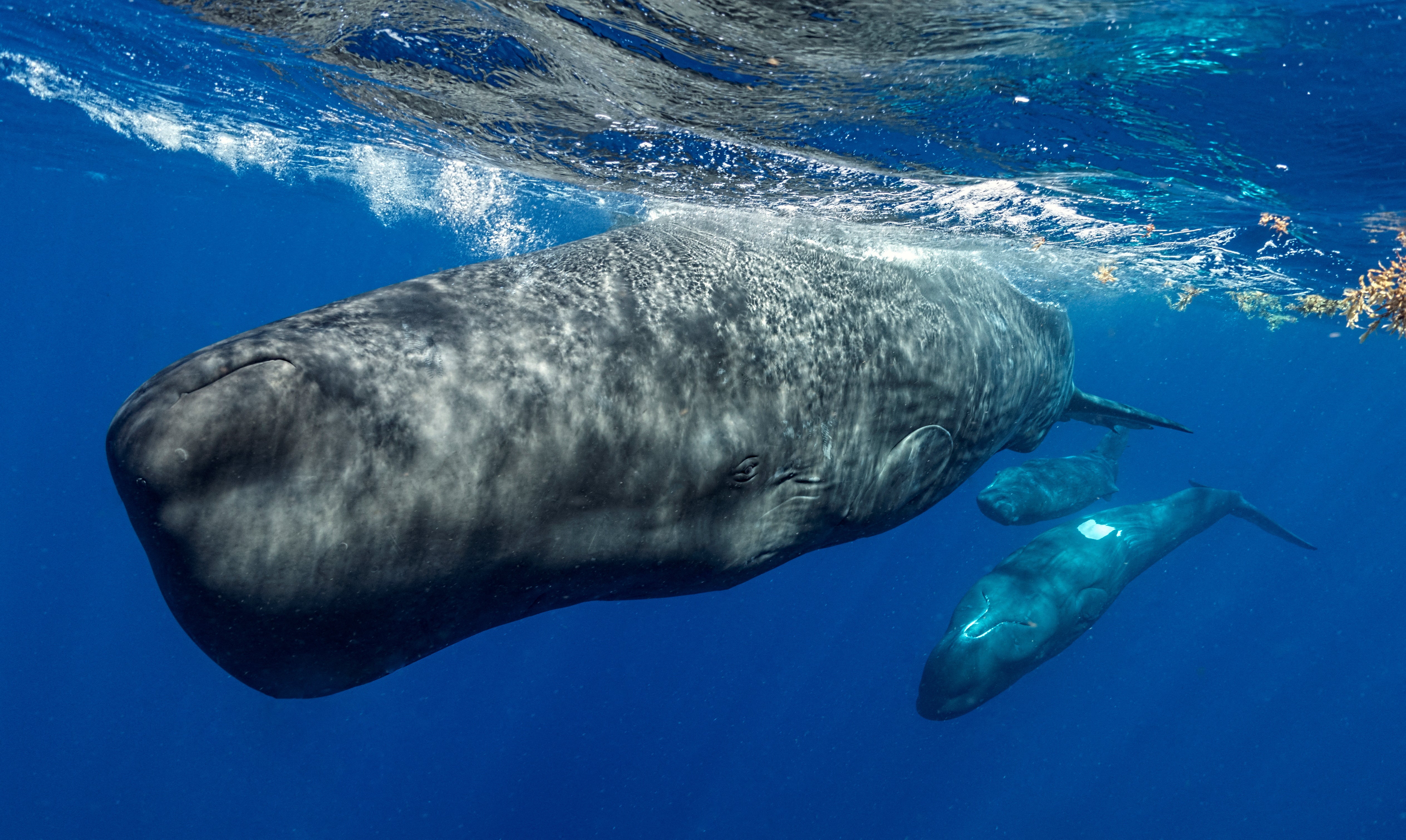 Sperm whales use clicks to navigate and hunt, and also produce patterned sequences of clicks, known as 