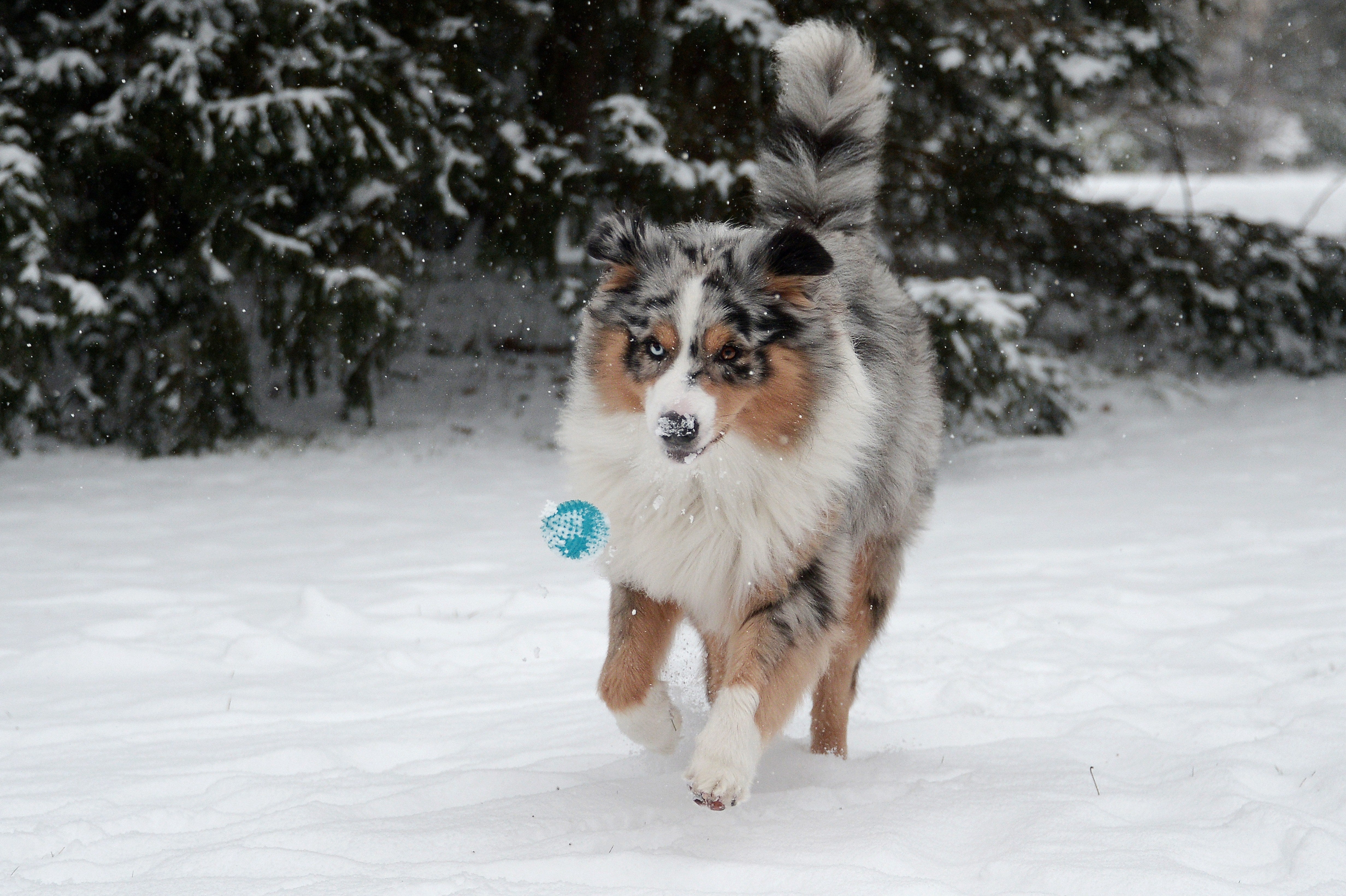 Garcia-Culp thought that she was buying an Australian Shepherd puppy (stock)