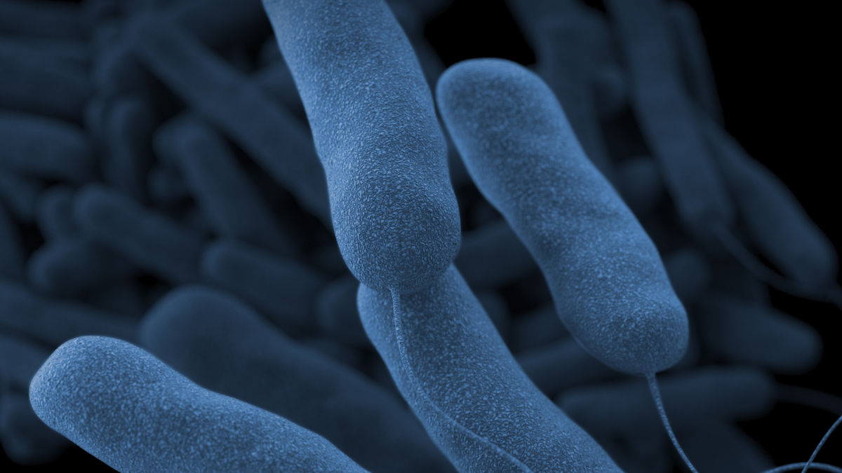 Legionella bacteria is seen in this illustrative image from the U.S. Centers for Disease Control and Prevention