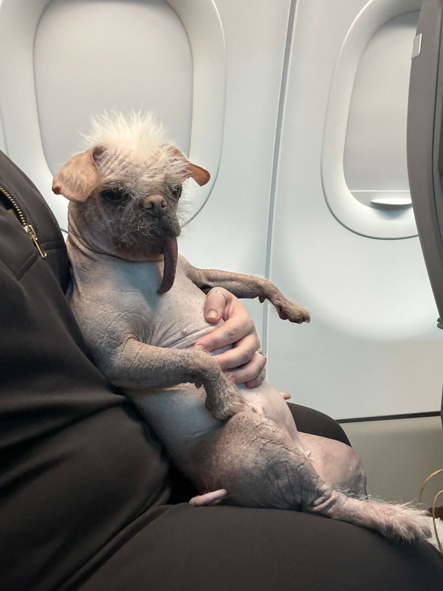 Peggy can fly in the cabin on some Air Canada and KLM flights