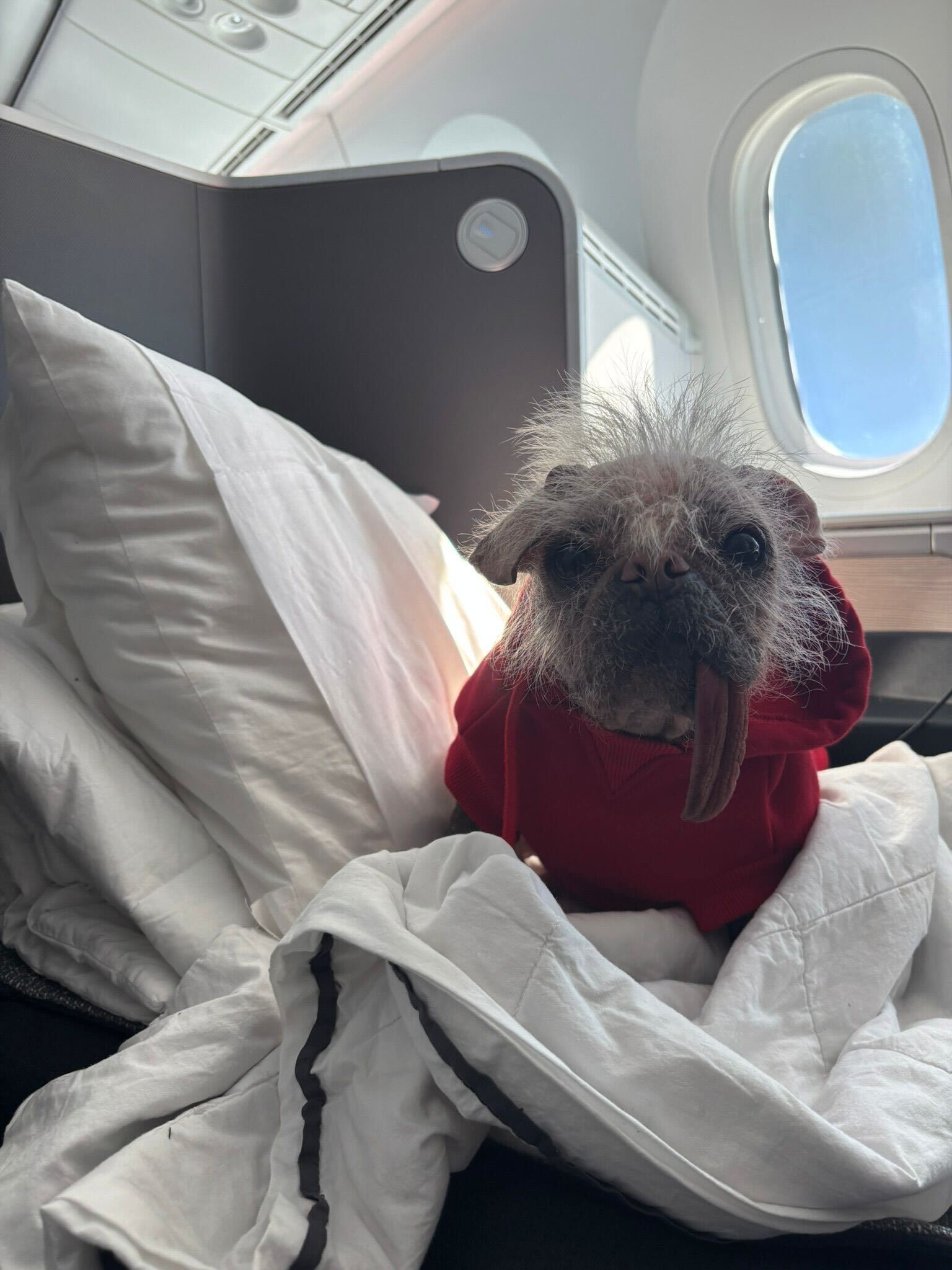 Britain’s ugliest dog joins petition to allow pets in plane cabins on UK flights
